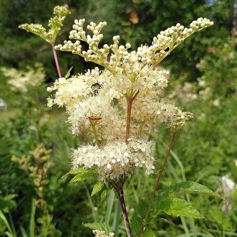 Meadow Sweet Seeds - Heirloom Flower Plant for Home Gardens