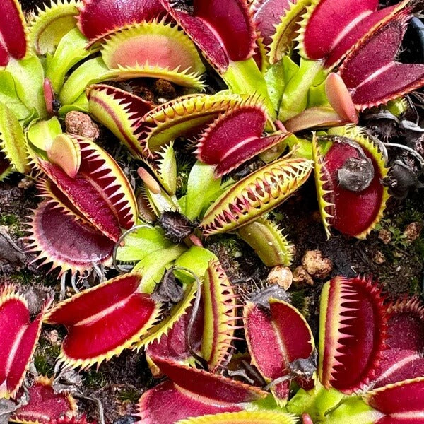Meat Eating Plant seeds