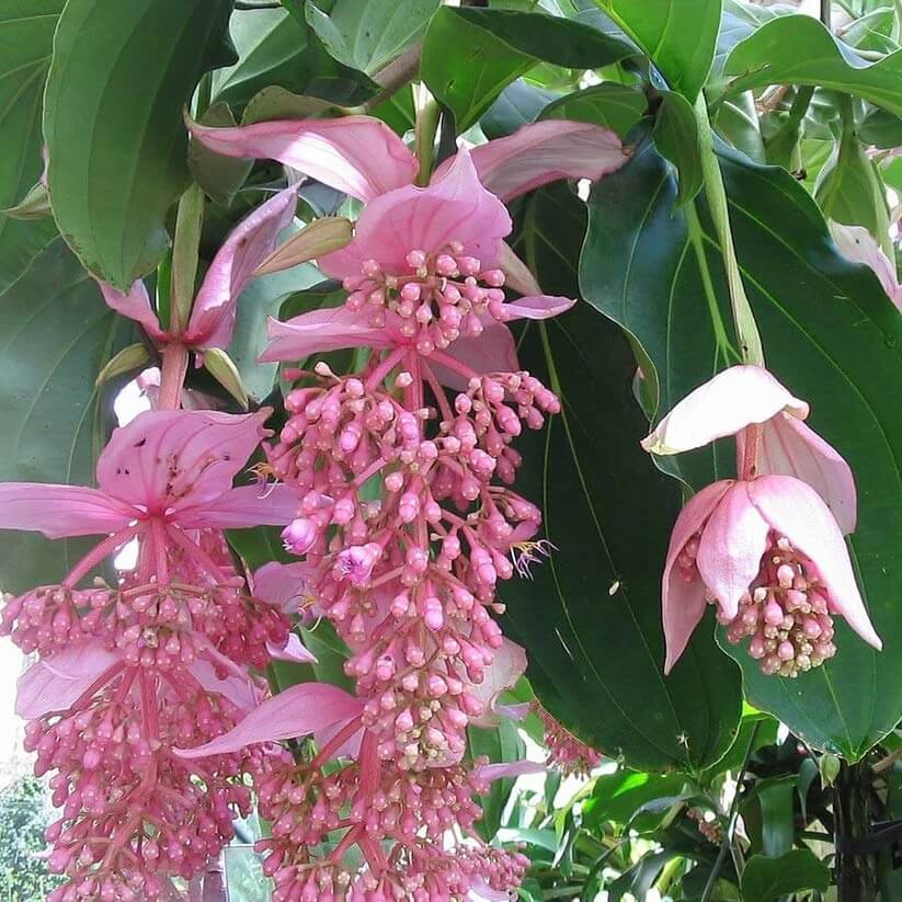 Medinilla magnifica Seeds