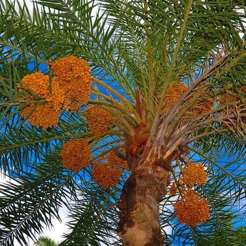 Medjool Date Palm Seeds