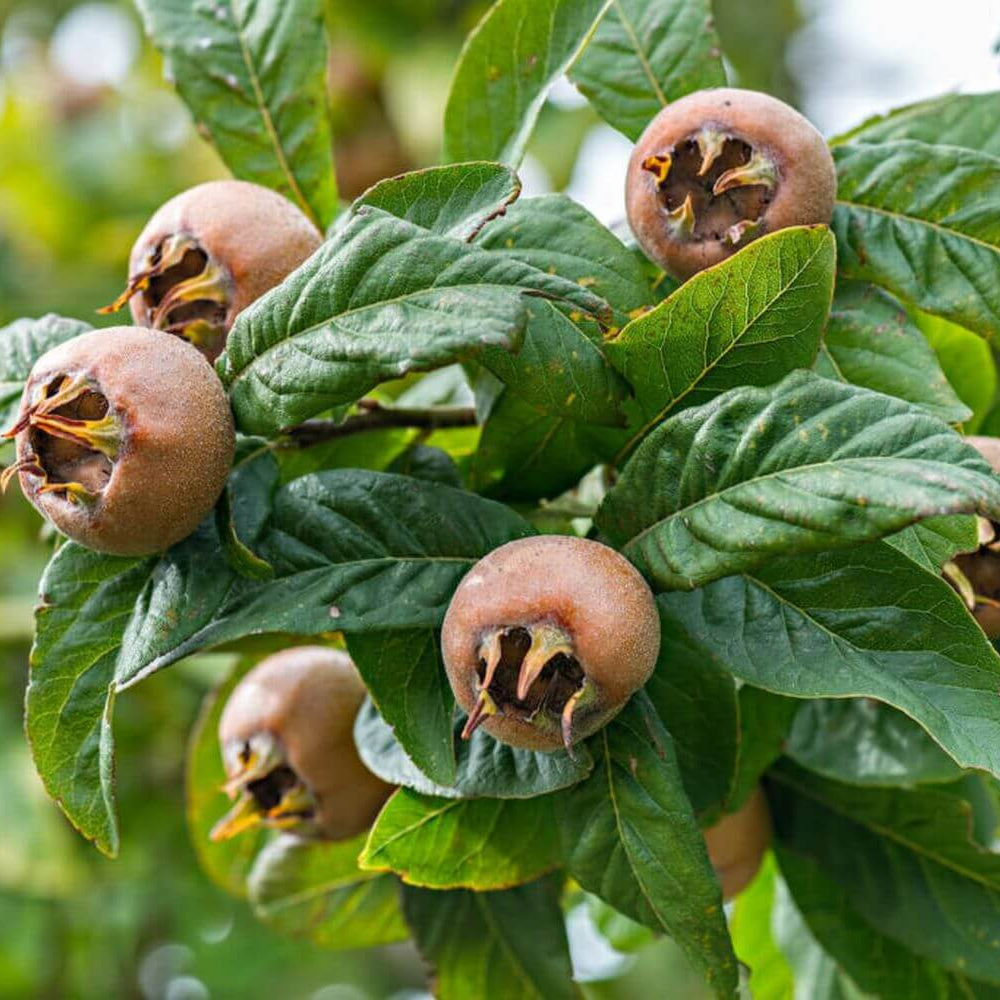 Medlar seeds - Fruit Plant for Home Gardens