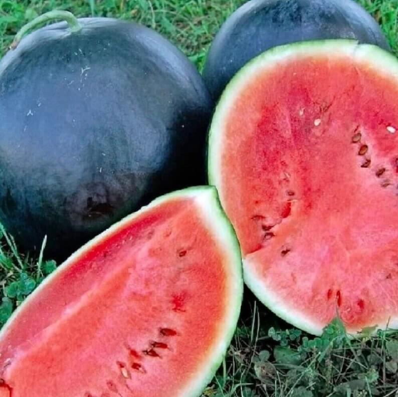 Melon Seeds - Fruit Plant for Home Gardens
