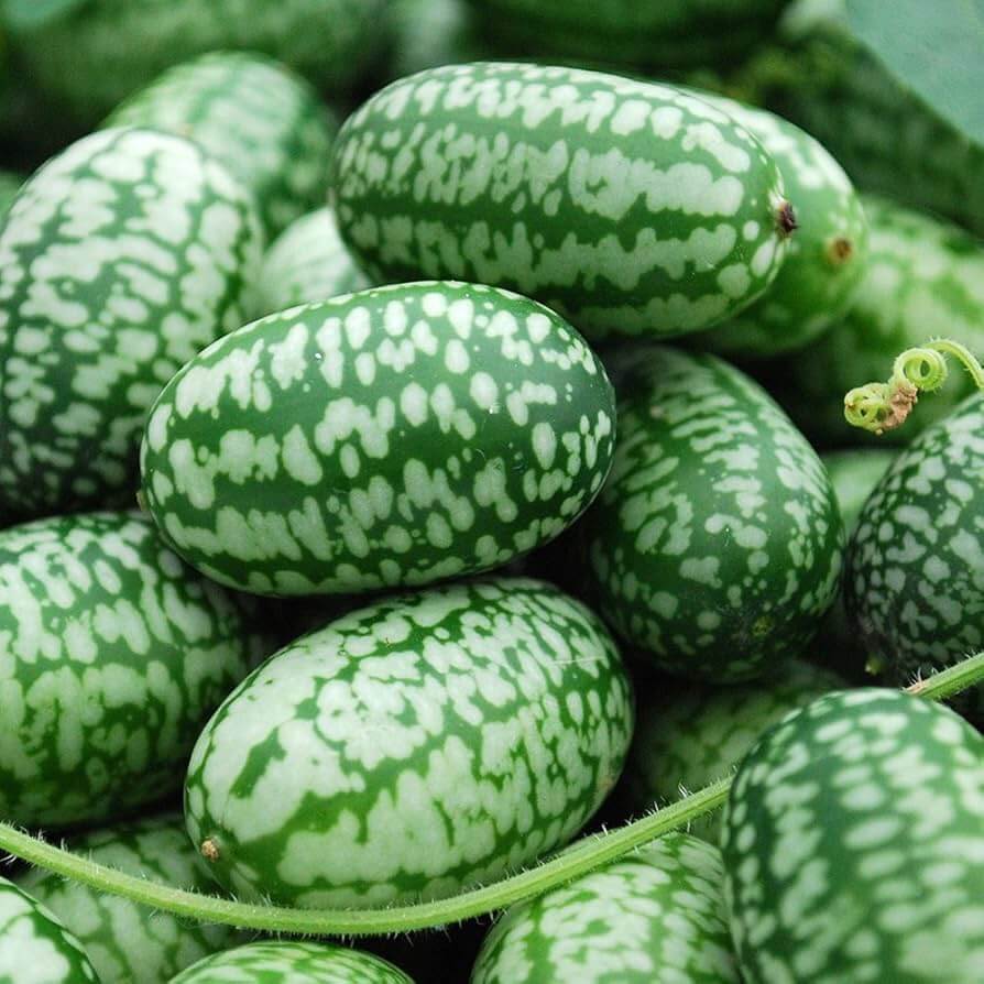 Melothria Scabra Seeds - Fruit Plant