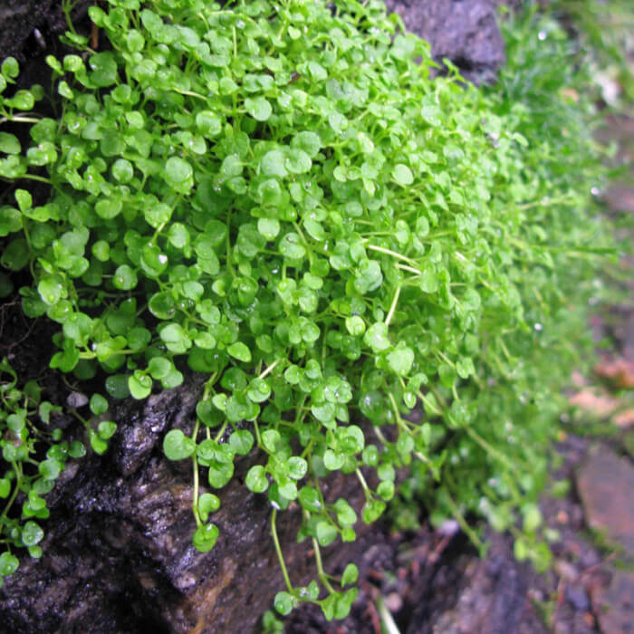 Mentha Requienii Seeds - Herbal Plant