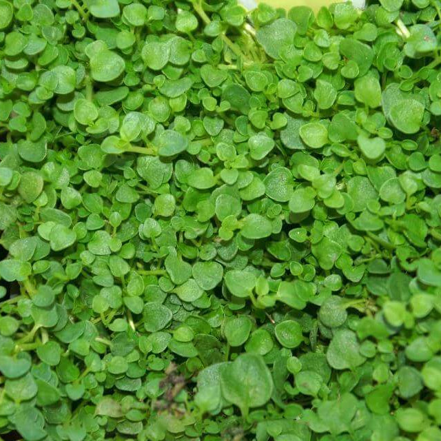 Mentha requienii seeds