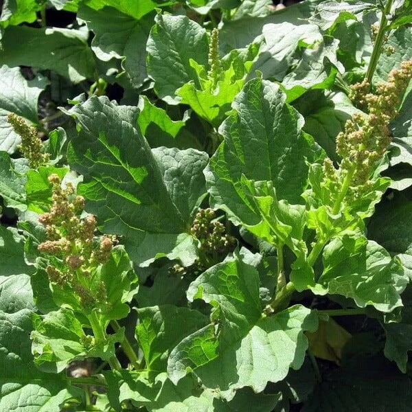 Mercury Goosefoot Seeds