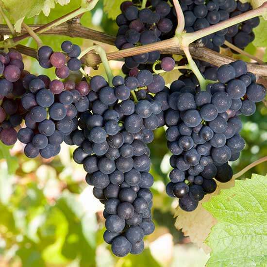 Merlot Grape Seeds