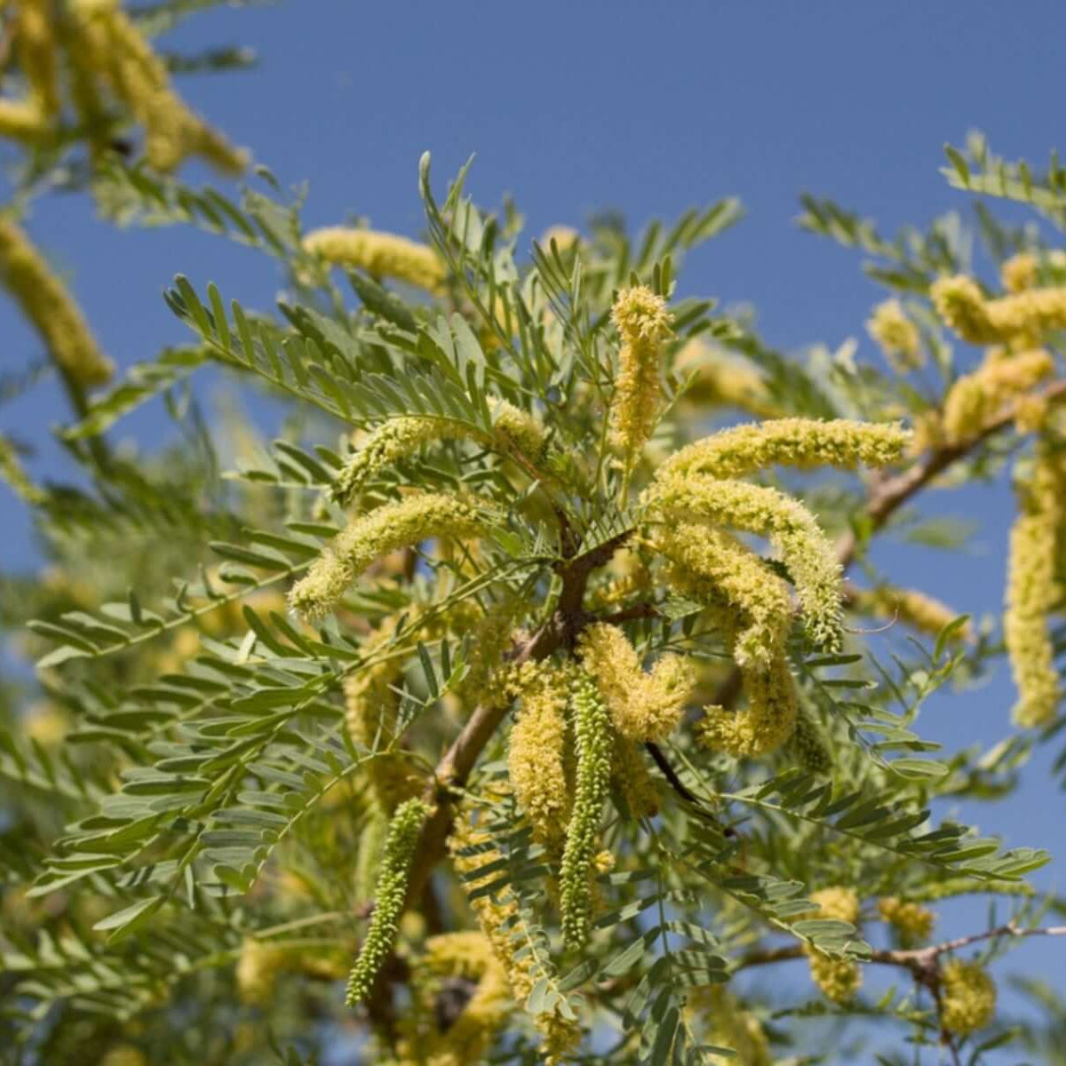 Mesquite Seeds - Herbal Plant for Home Gardens