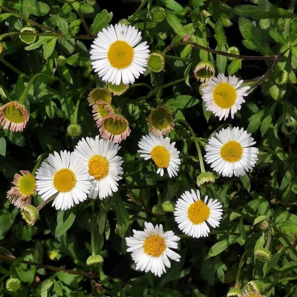 Mexican Daisy Seeds - Flower Plant