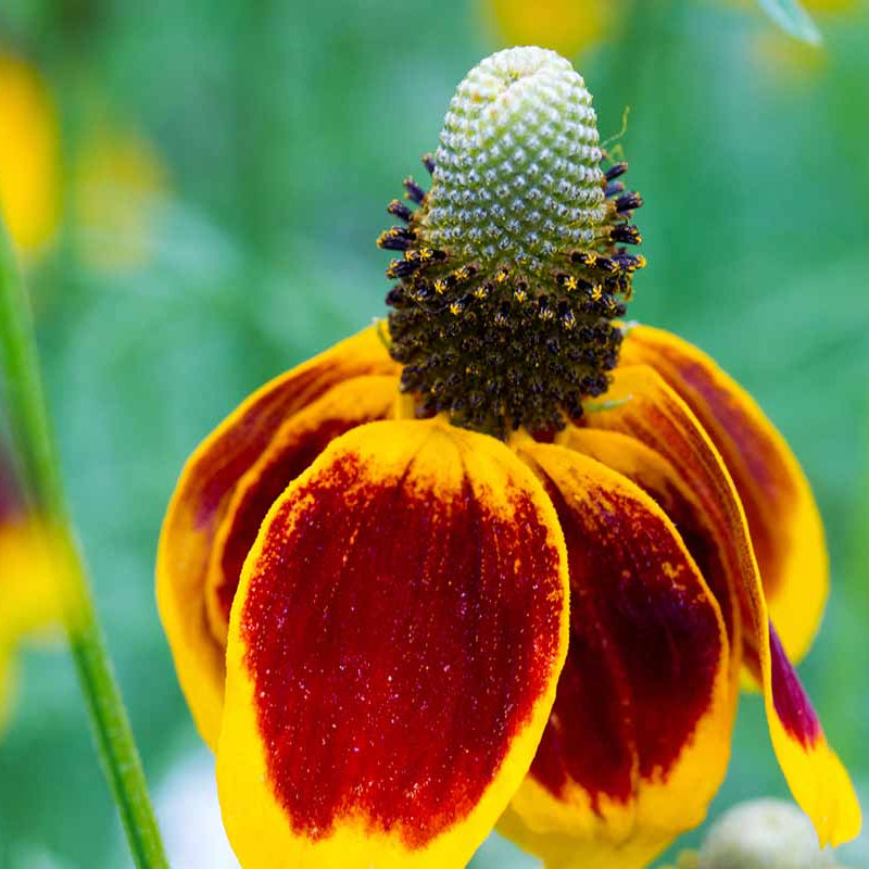 Mexican Hat Seeds - Flower Plant