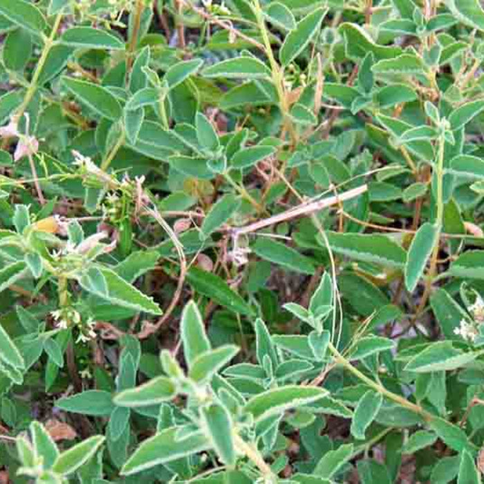 Mexican Oregano Seeds - Herbal Plant