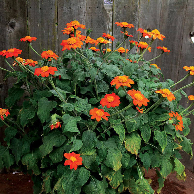 Mexican Sunflower Seeds - Flower Plant