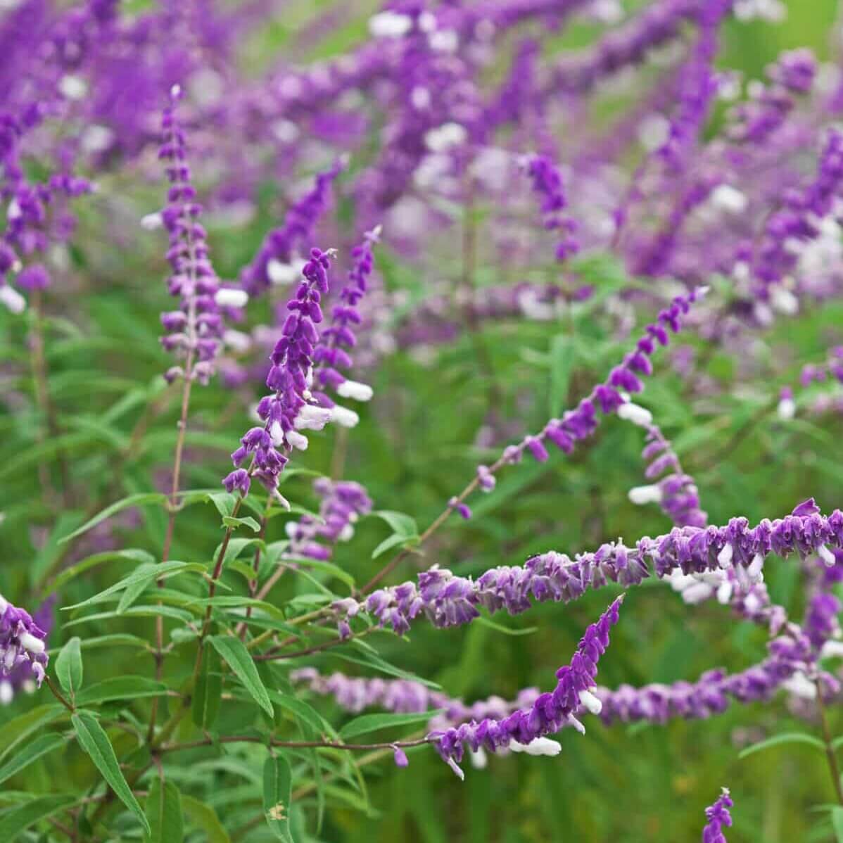Mexican bush sage seeds - Vegetable Plant