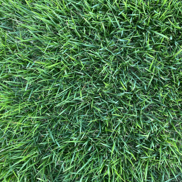 Meyer Zoysia Z-52 Seeds
