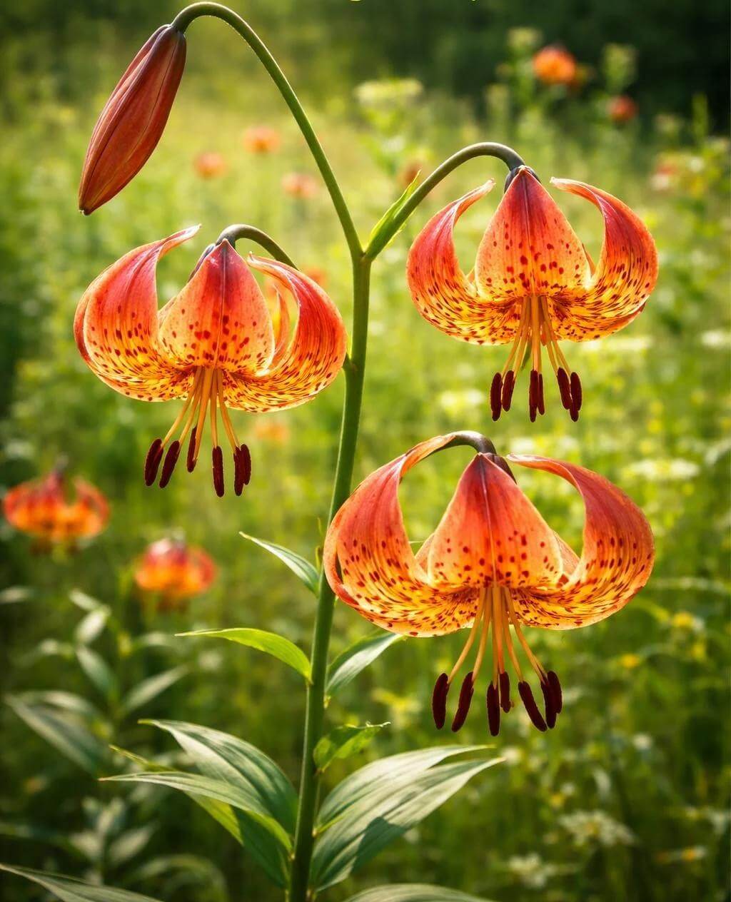 Michigan Lily Seeds - Heirloom Flower Plant for Home Gardens