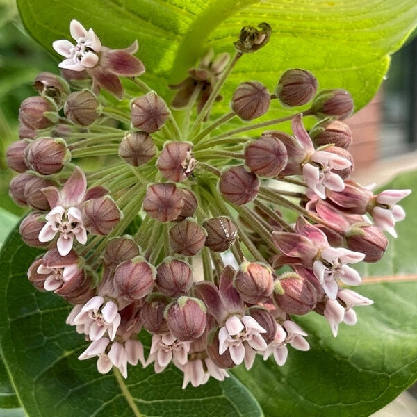 Milkweed Seeds