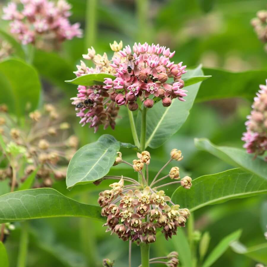 Milkweed Seeds - Flower Plant for Home Gardens