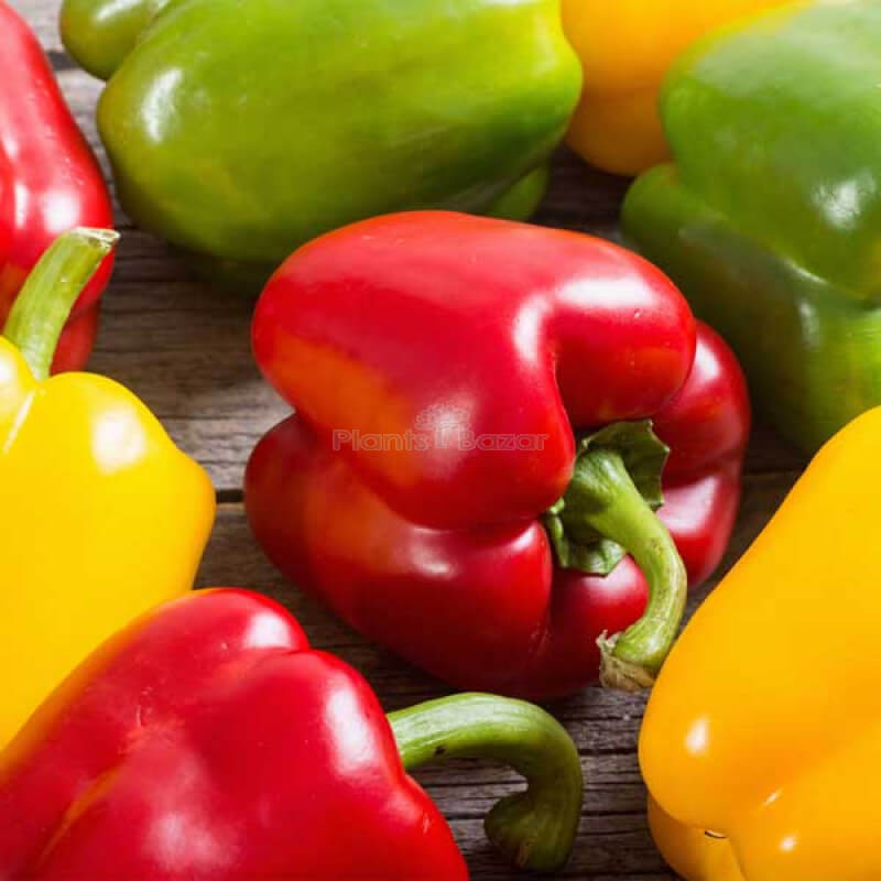 Mini Bell Pepper Seeds - Vegetable Plant