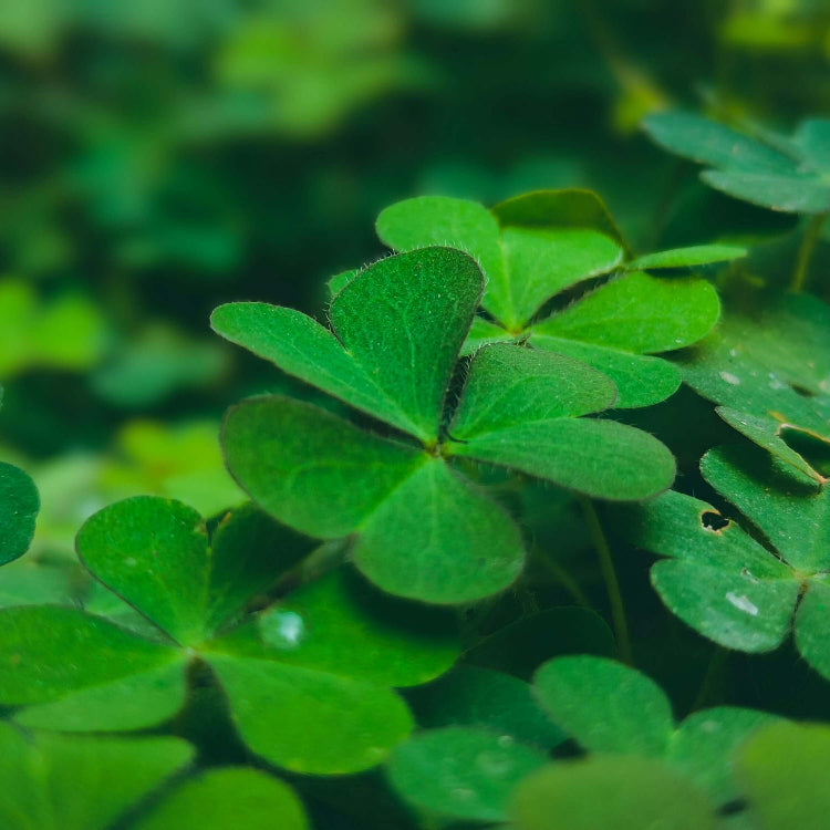 Mini Four Leaf Clover Seeds - Herbal Plant