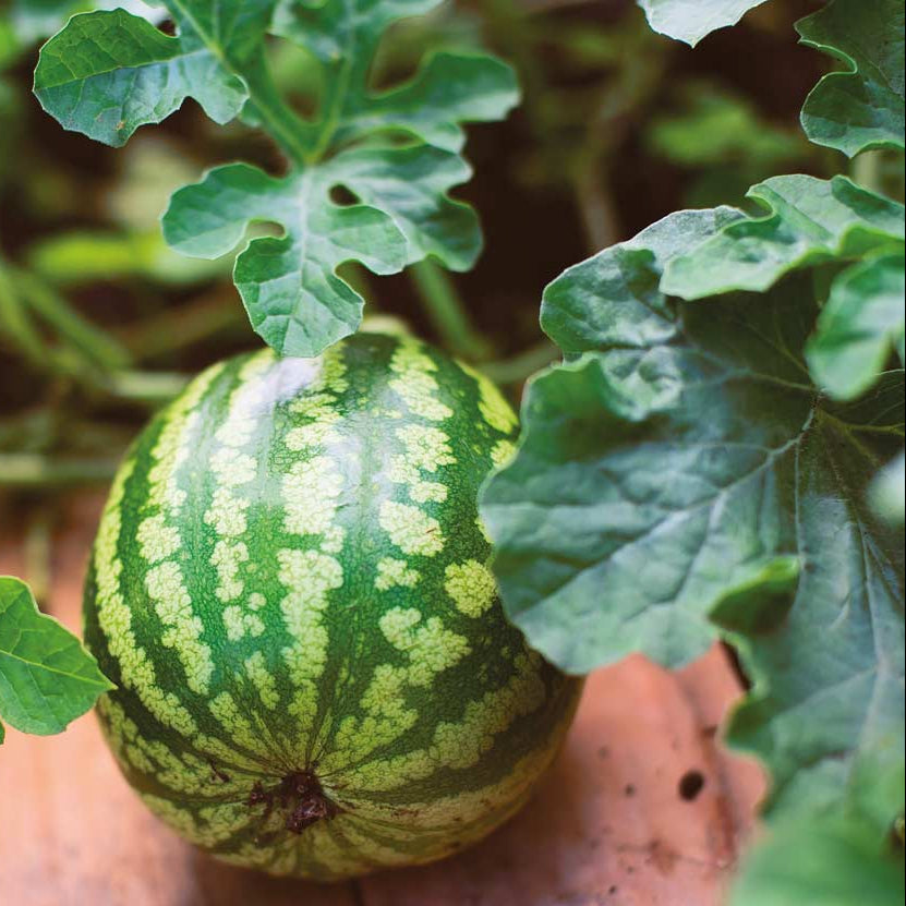Mini Melon Seeds
