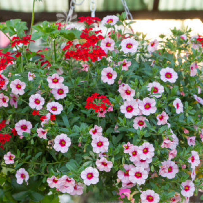 Mini Petunia Calibrachoa Seeds