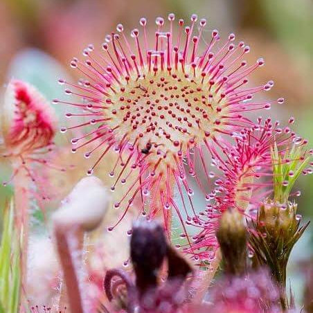 Mini Sundew Seeds