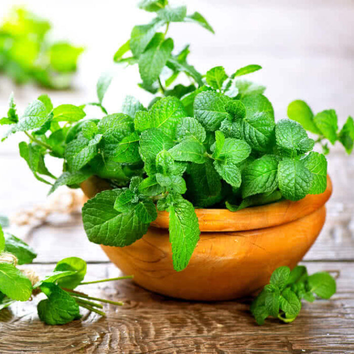 Mint Seeds - Herbal Plant