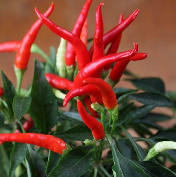 Mirasol Pepper Seeds - Vegetable Plant