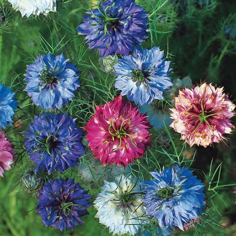 Miss Jekyll Mix Love-in-a-Mist Seeds - Heirloom Flower Plant for Home Gardens