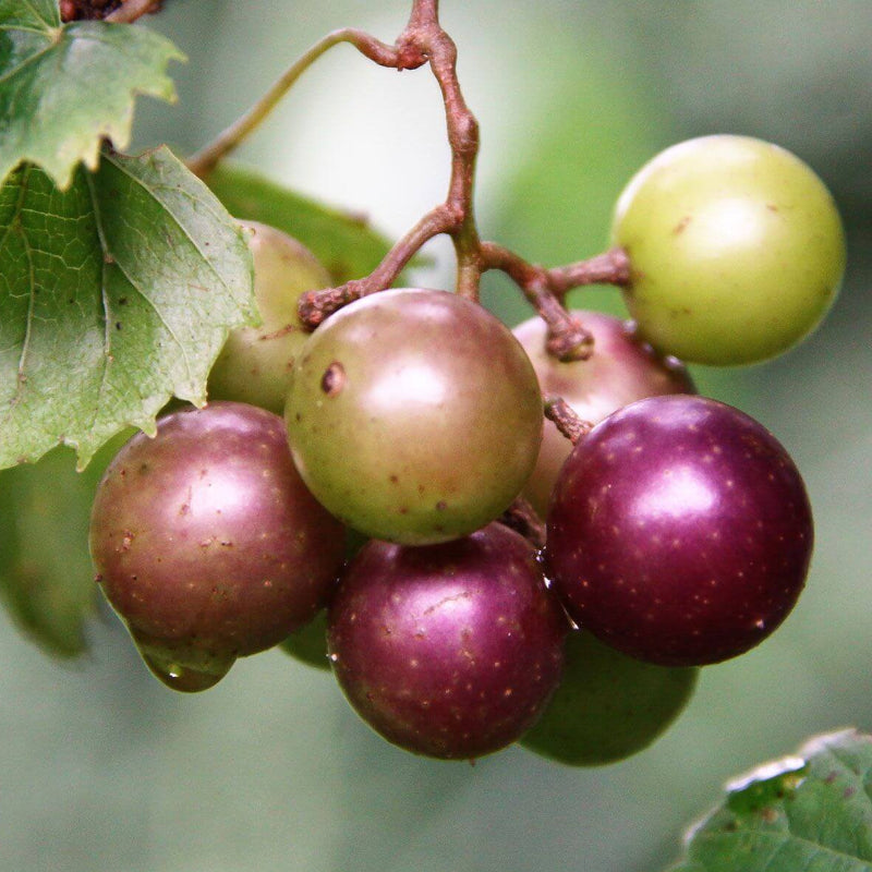 Mix Muscadine Grape Seeds