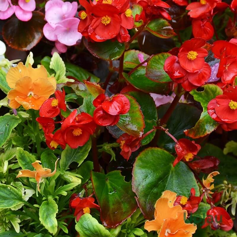 Mixed Begonia Seeds
