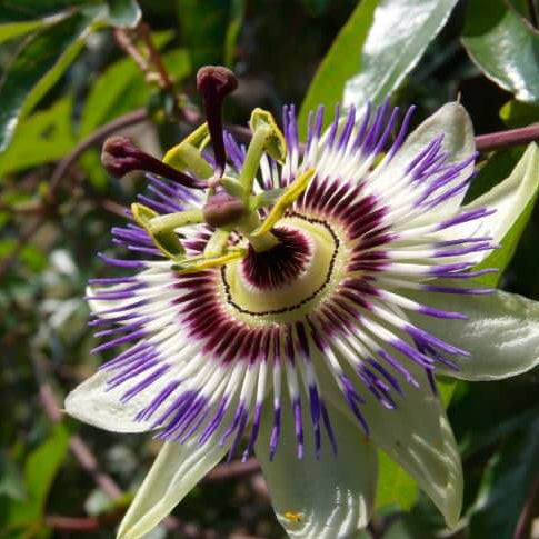 Mixed Color Passion Seeds
