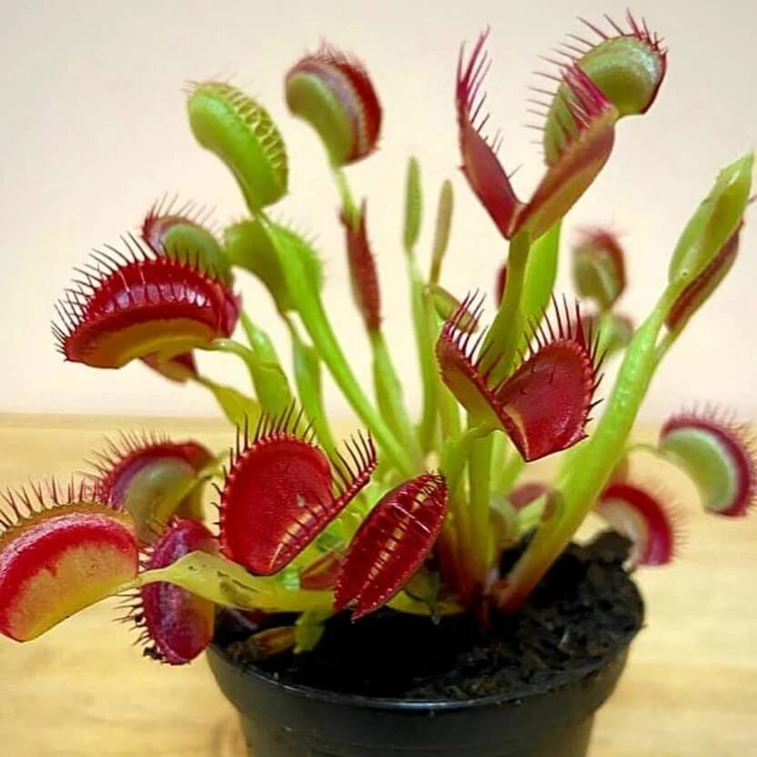 Mixed Color Venus Flytrap Seeds