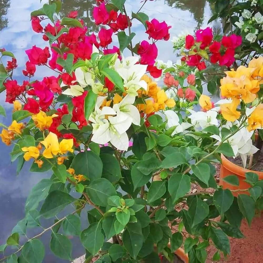 Mixed Colors Bougainvillea Seeds