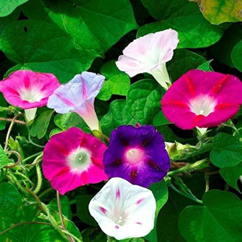 Mixed Colors Morning Glory Seeds