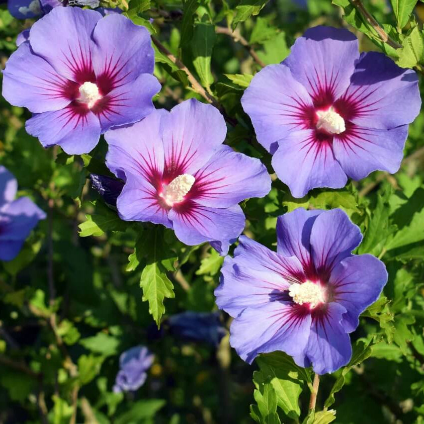Mixed Colour Rose of Sharon Hibiscus Syriacus Seeds