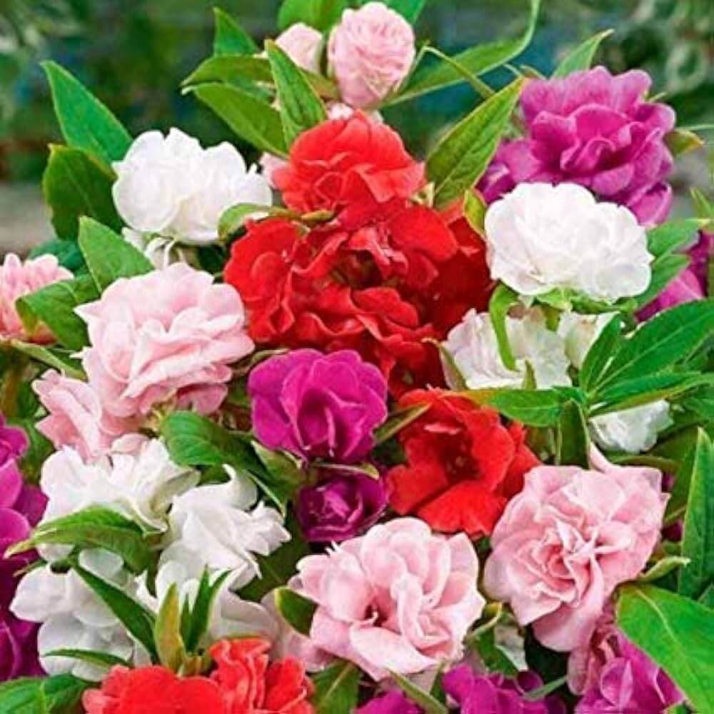 Mixed Double Camellia Seeds