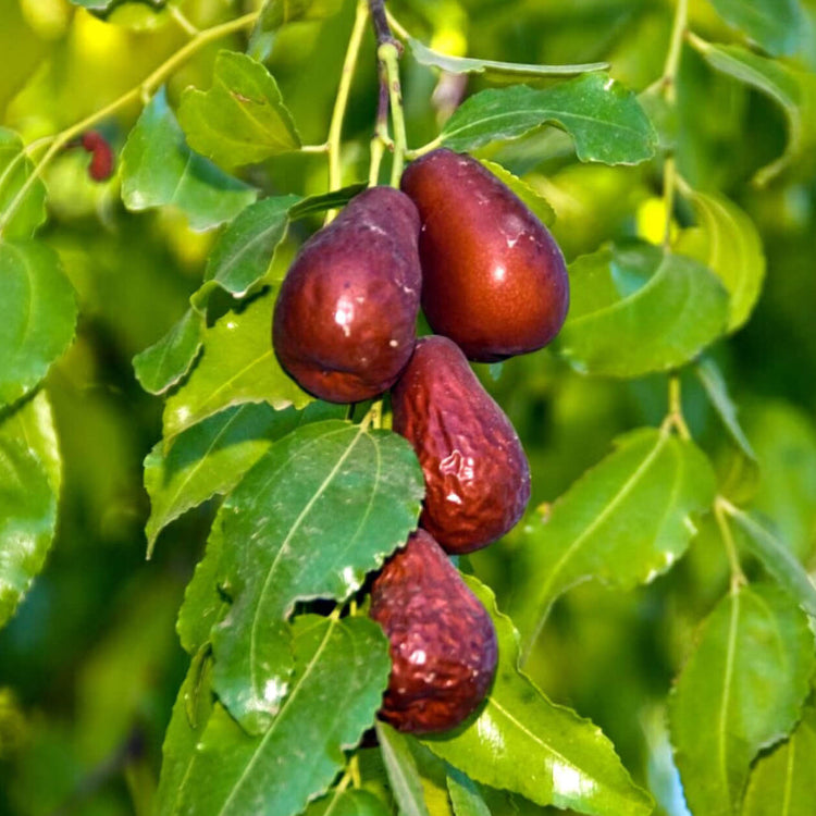 Mixed Jujube Seeds - Fruit Plant