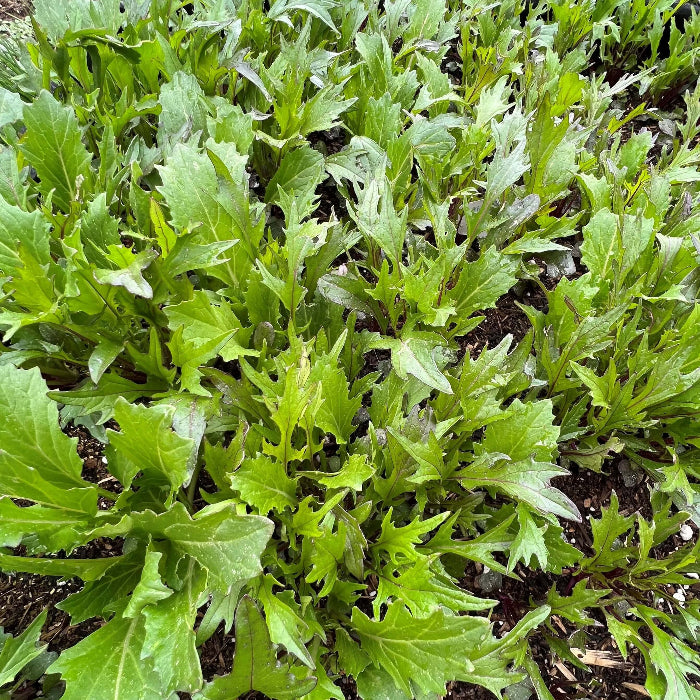 Mizuna Seeds - Vegetable Plant for Home Gardens
