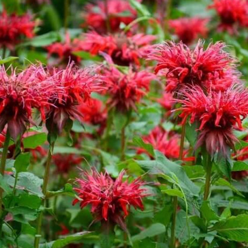 Monarda didyma Seeds - Herbal Plant