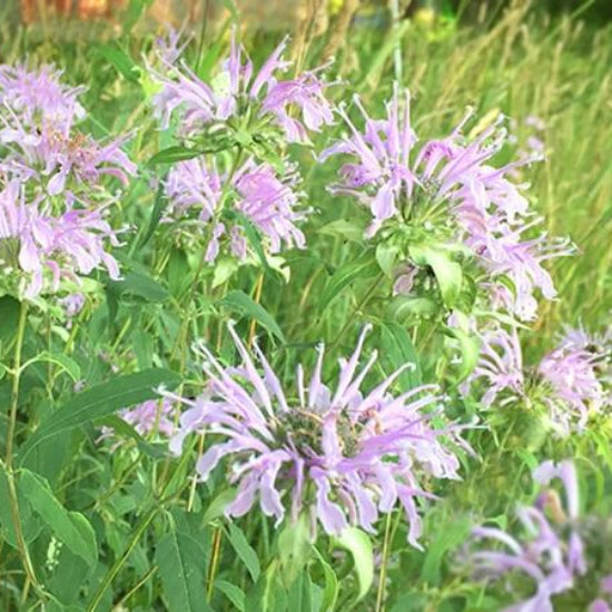 Monarda fistulosa Seeds - Herbal Plant