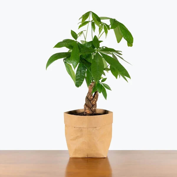 Money Tree Seeds - Flower Plant