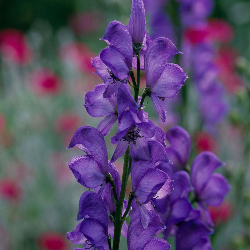 Monk's Hood Seeds - Heirloom Flower Plant for Home Gardens