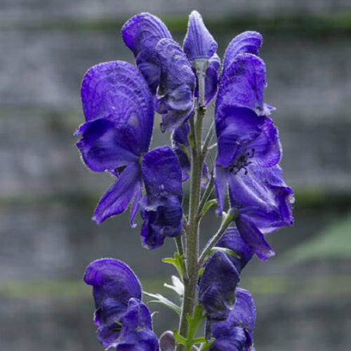 Monkshood Seeds - Flower Plant