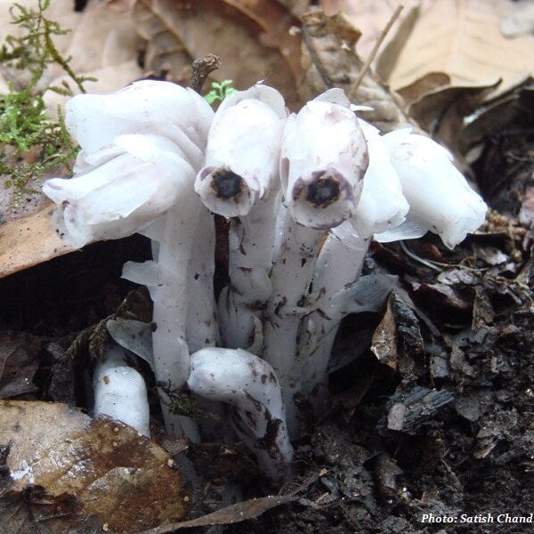 Monotropa Uniflora Indian Pipe Cheilotheca Humilis Seeds