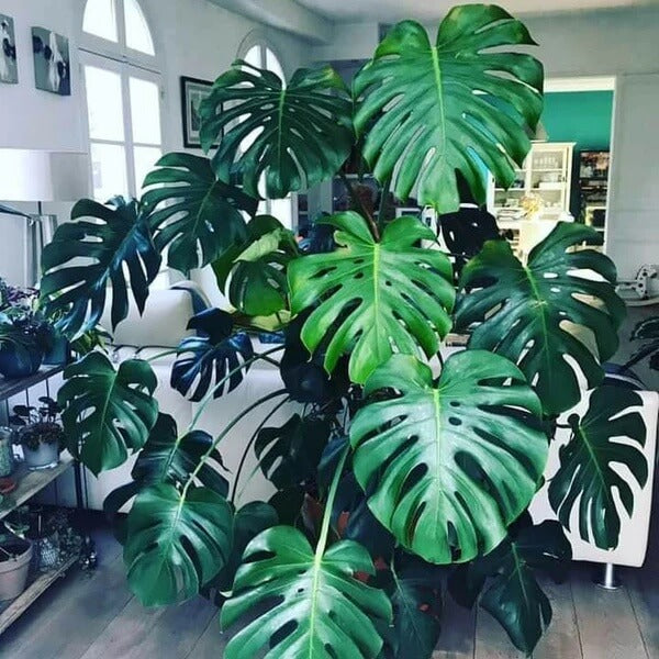 Monstera Deliciosa Seeds
