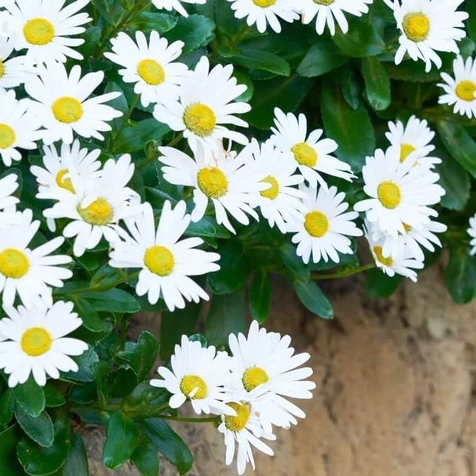 Montauk Daisy Seeds - Flower Plant