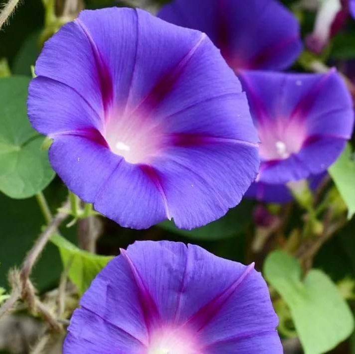 Moon Flower Blue Seeds - Heirloom Flower Plant for Home Gardens