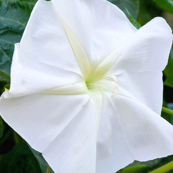 Moon Vine Seeds - Flower Plant