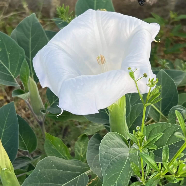Moonflower Seeds - Flower Plant for Home Gardens